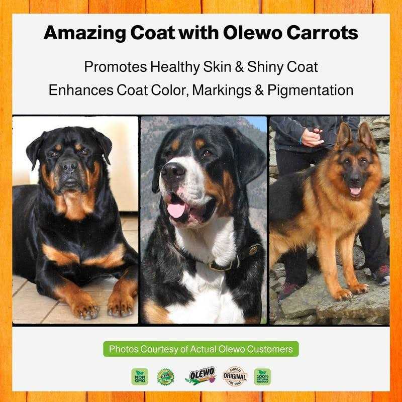 Original Carrots for Dogs M44033