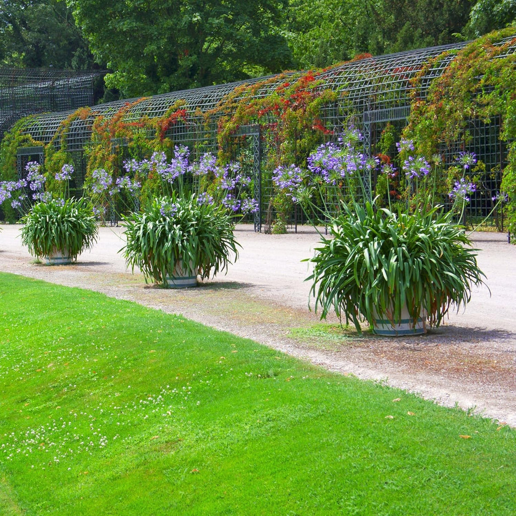 1 gal. Agapanthus Plant with Purple Flowers L98660