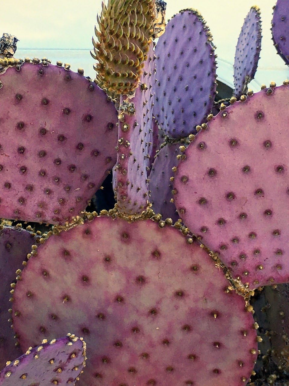 Purple Prickly Pear Cactus 1 Pad Live Plant P5901