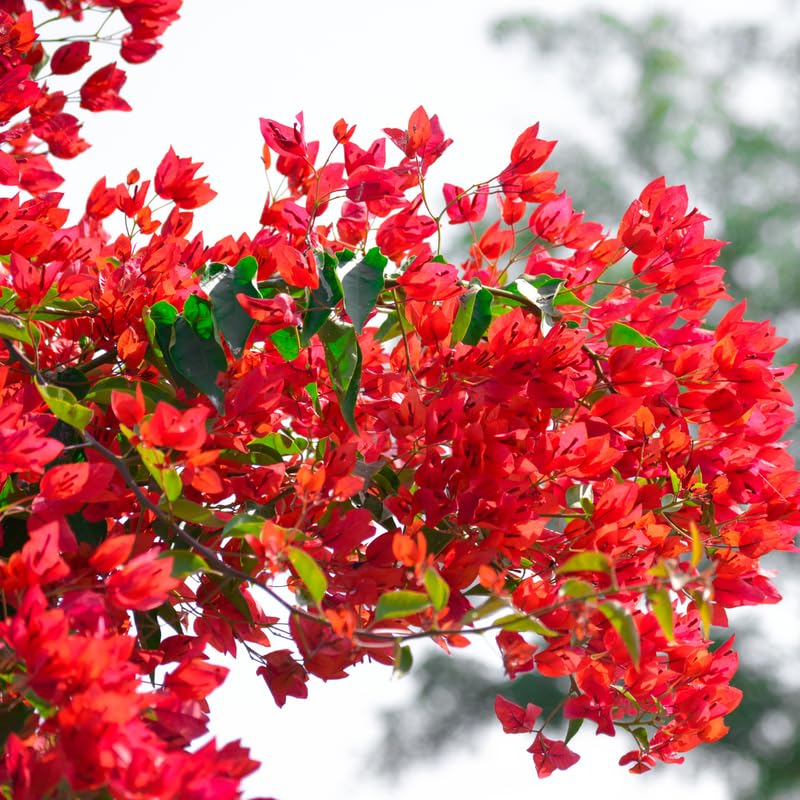 Pink Bougainvillea Starter Plants B522699