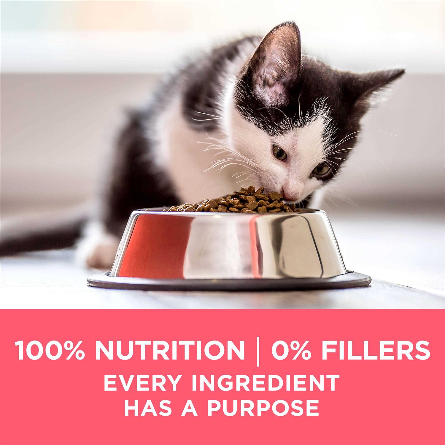 Kitten Dry Food J1699
