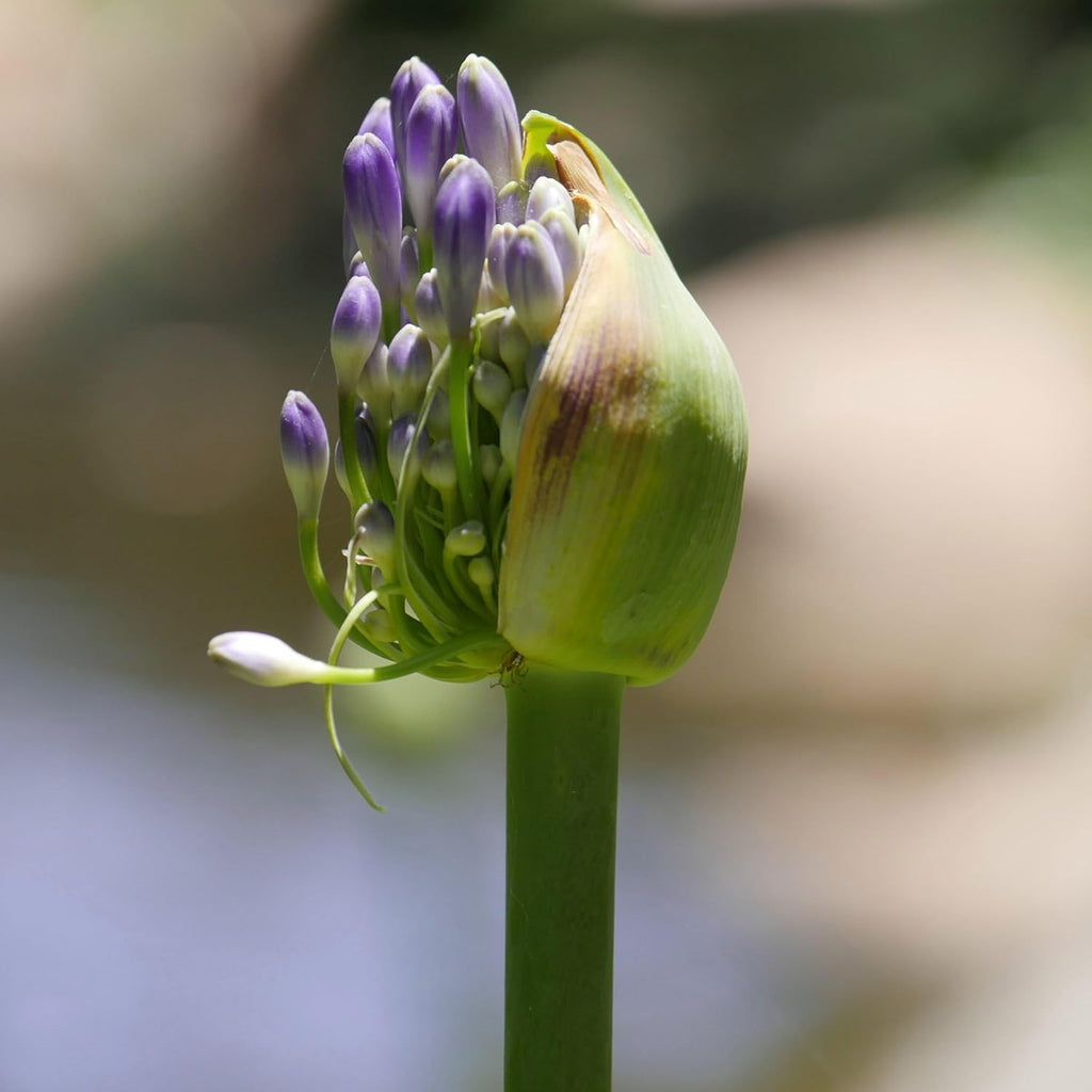 1 gal. Agapanthus Plant with Purple Flowers L98660