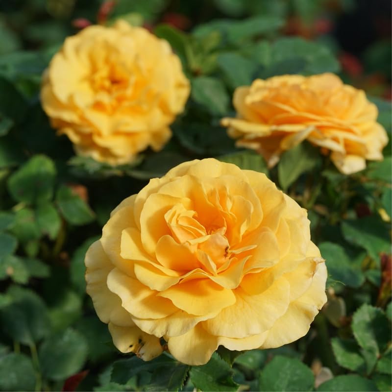 Yellow Climbing Rose Bush Plant Live, Starter Size, 4 to 10 Inc Tall P2779