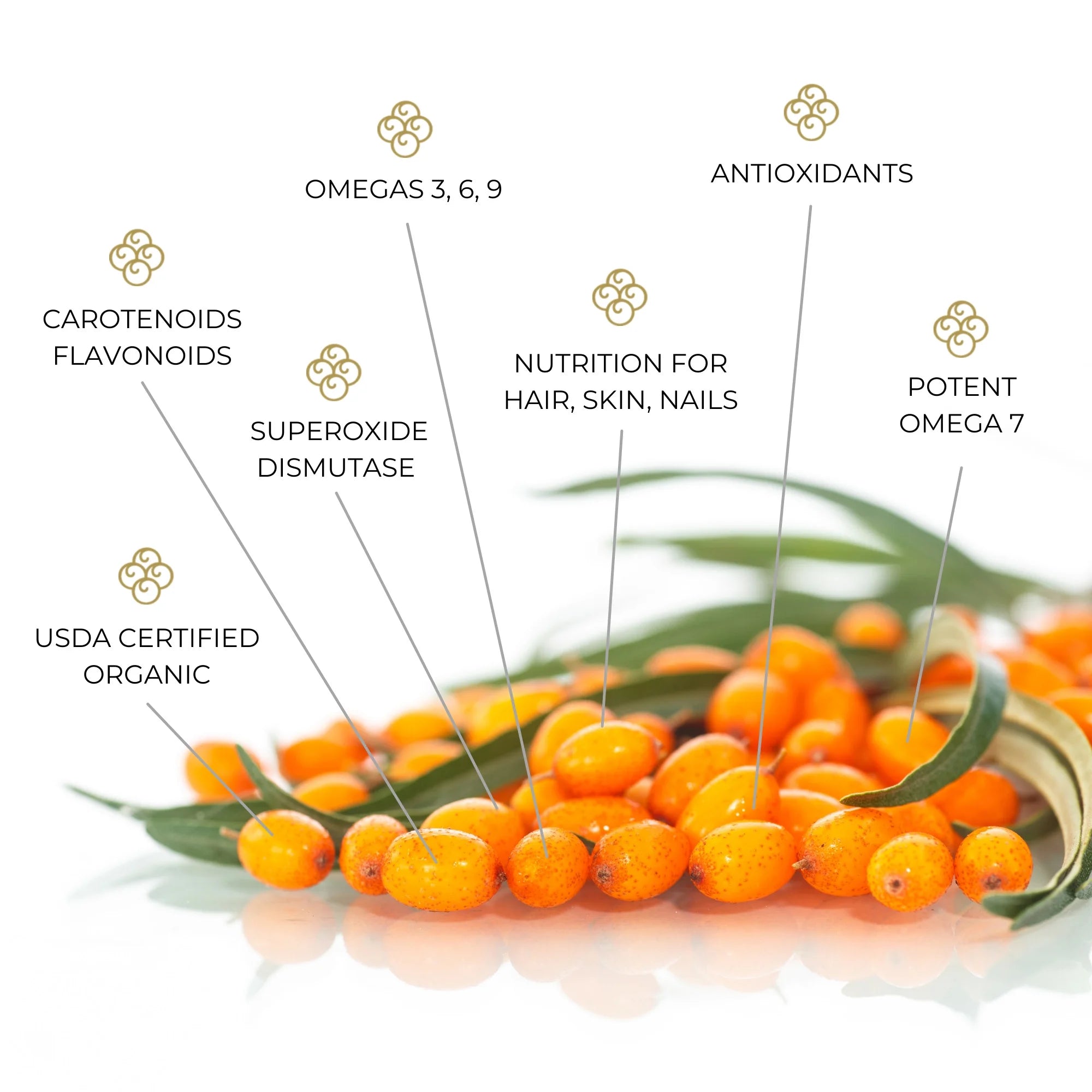 120ct Omega-7 Sea Buckthorn Softgels W758036