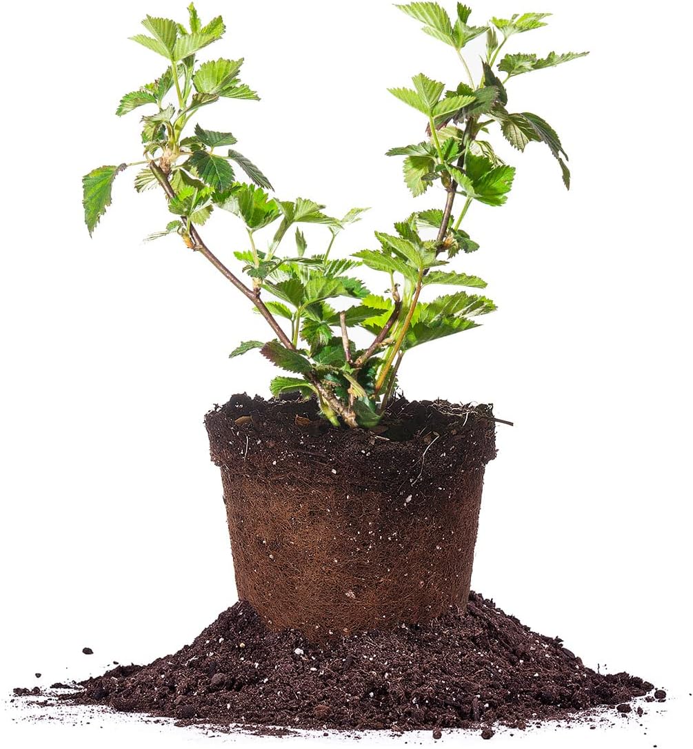 Black Satin BlackBerry Bush 1 Gallon Live Fruit Tree D898672