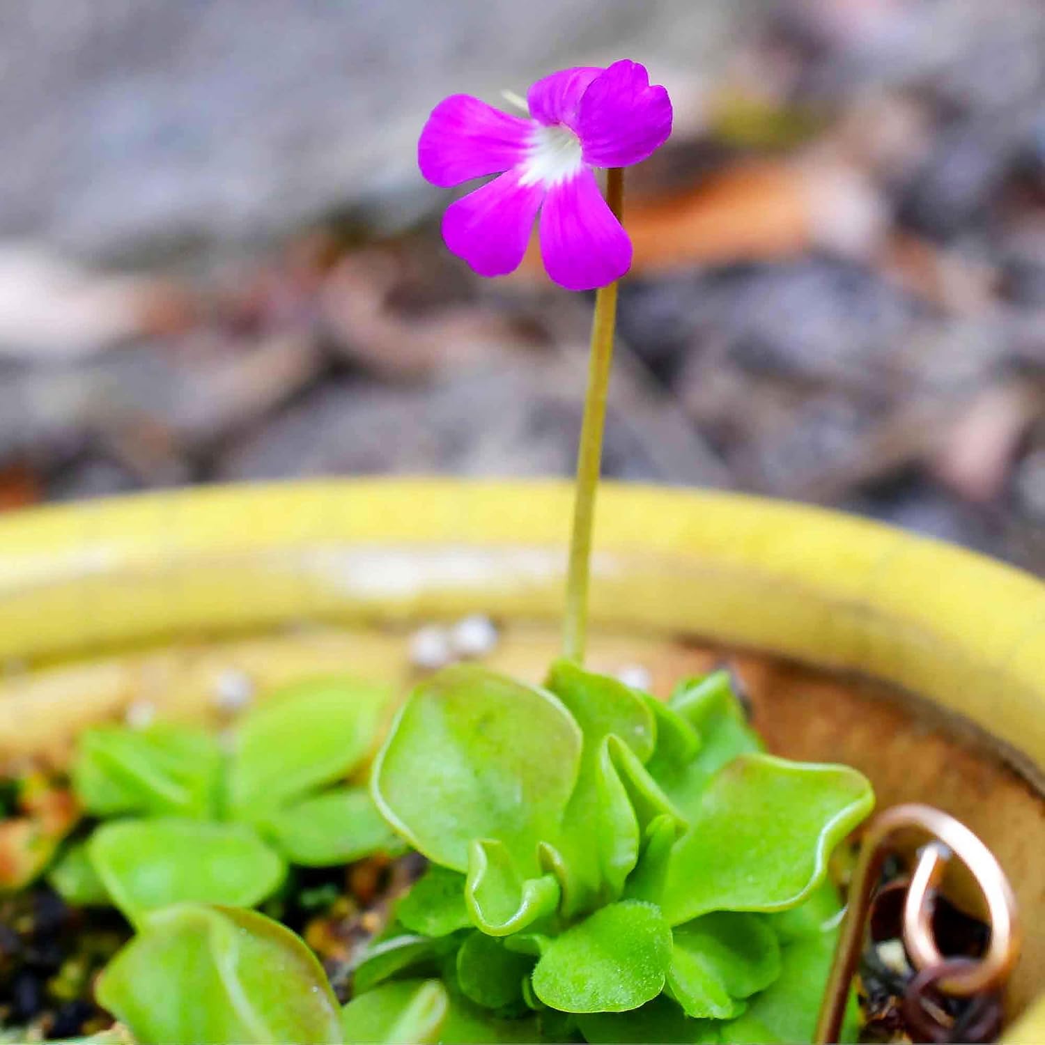 25 Pcs Mexican Butterwort Carnivorous Plant Seeds G58218