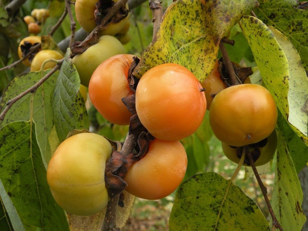 Persimmon Grafted Plant K184305