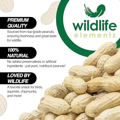 Raw in-Shell Peanuts 25lb B7075