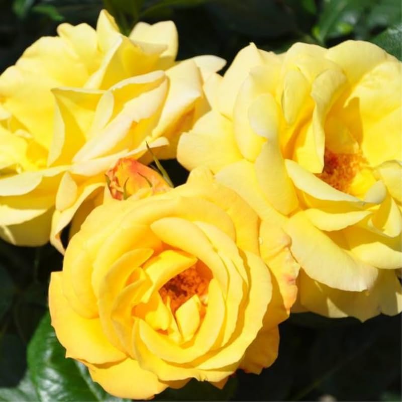 Yellow Climbing Rose Bush Plant Live, Starter Size, 4 to 10 Inc Tall P2779