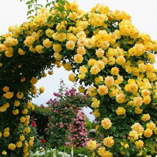 Yellow Climbing Rose Bush Plant Live, Starter Size, 4 to 10 Inc Tall P2779