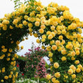 Yellow Climbing Rose Bush Plant Live, Starter Size, 4 to 10 Inc Tall P2779