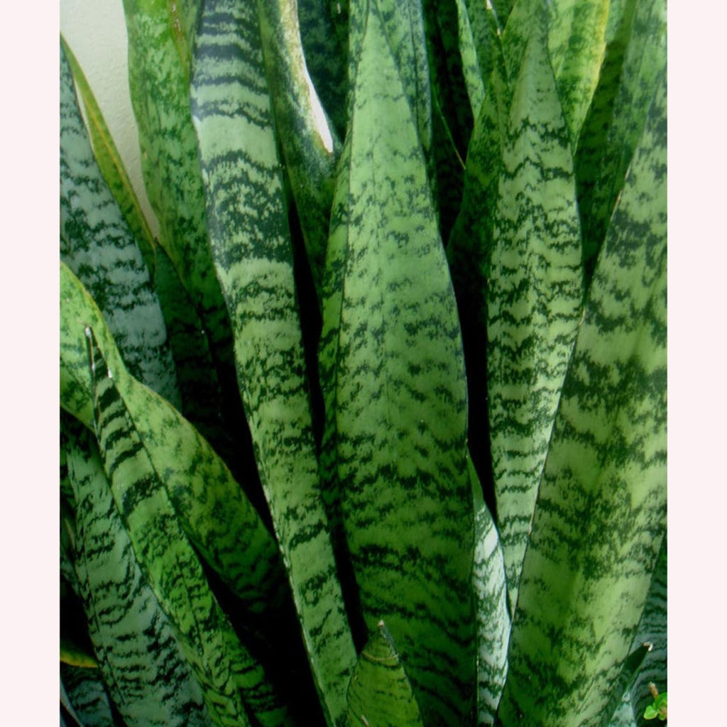 6-Inch Pot Snake Plant R307