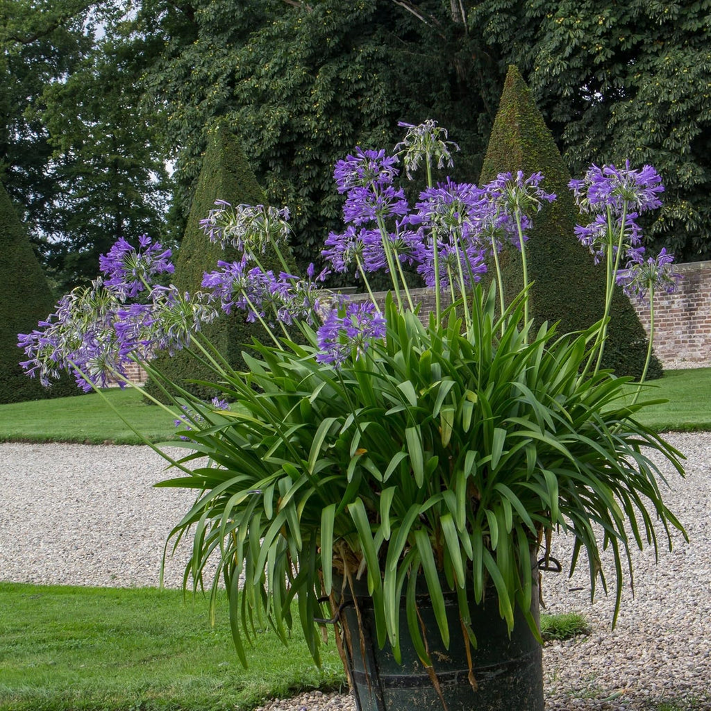 1 gal. Agapanthus Plant with Purple Flowers L98660