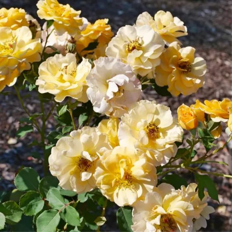 Yellow Climbing Rose Bush Plant Live, Starter Size, 4 to 10 Inc Tall P2779