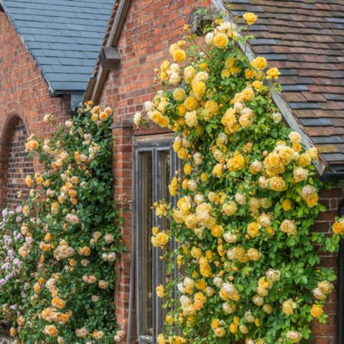 Yellow Climbing Rose Bush Plant Live, Starter Size, 4 to 10 Inc Tall P2779