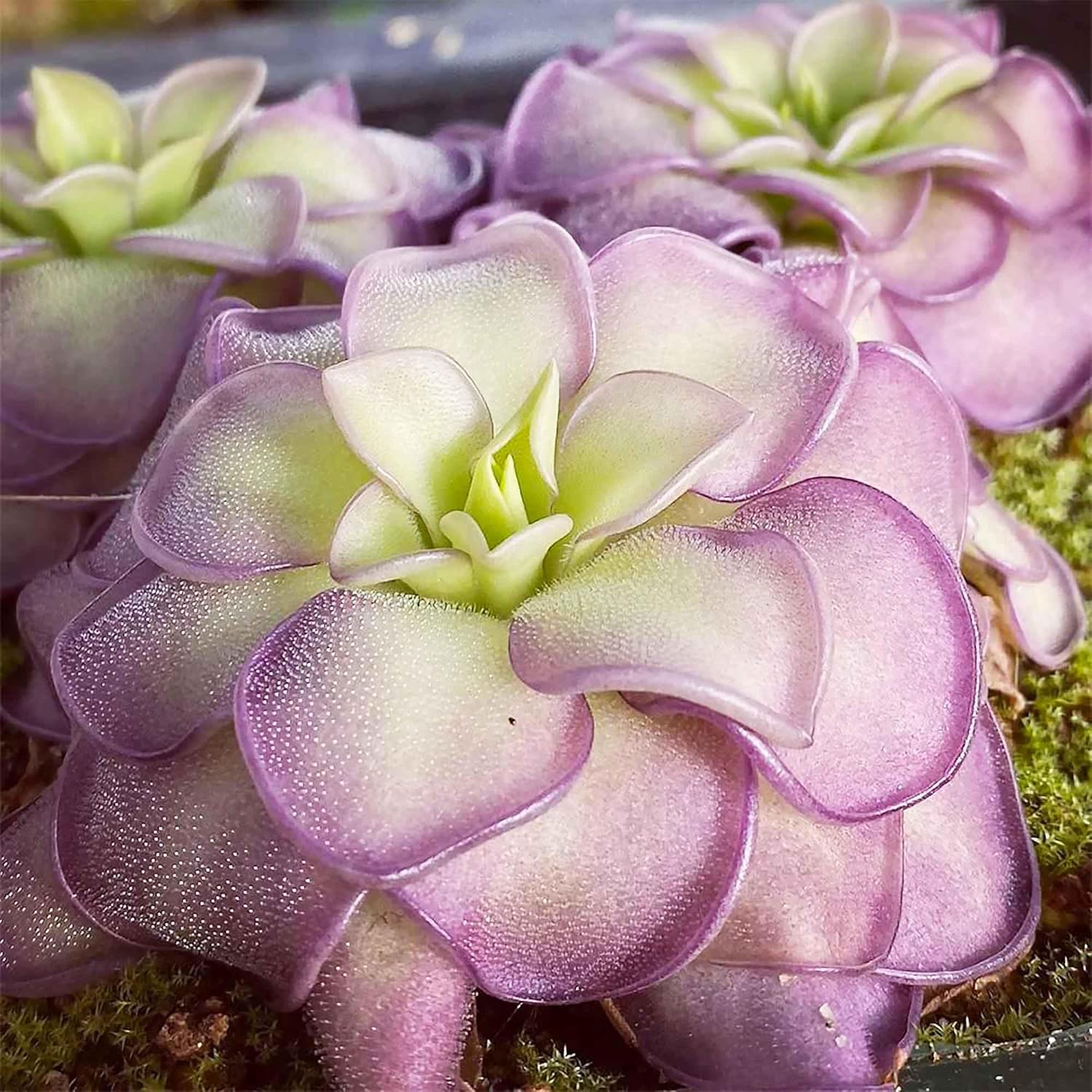 25 Pcs Mexican Butterwort Carnivorous Plant Seeds G58218