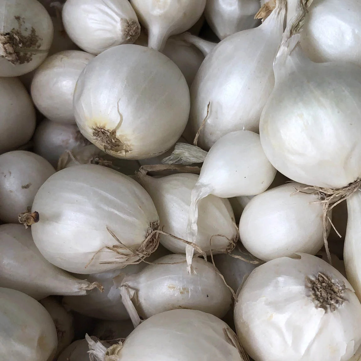 100 bulbs White Onion Sets for planting T45104