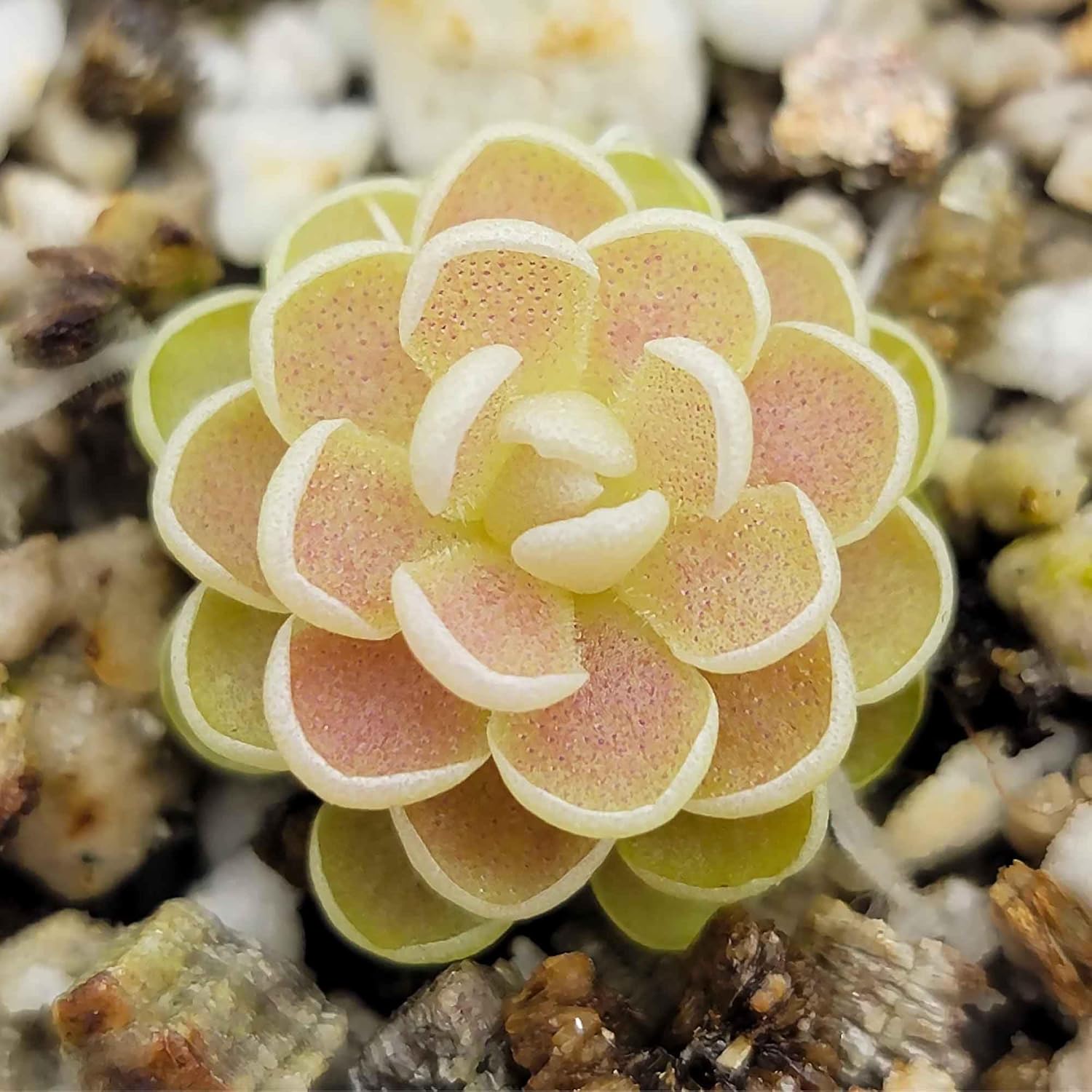25 Pcs Mexican Butterwort Carnivorous Plant Seeds G58218