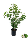 1 Gallon Pot Live Soursop Tree U41086