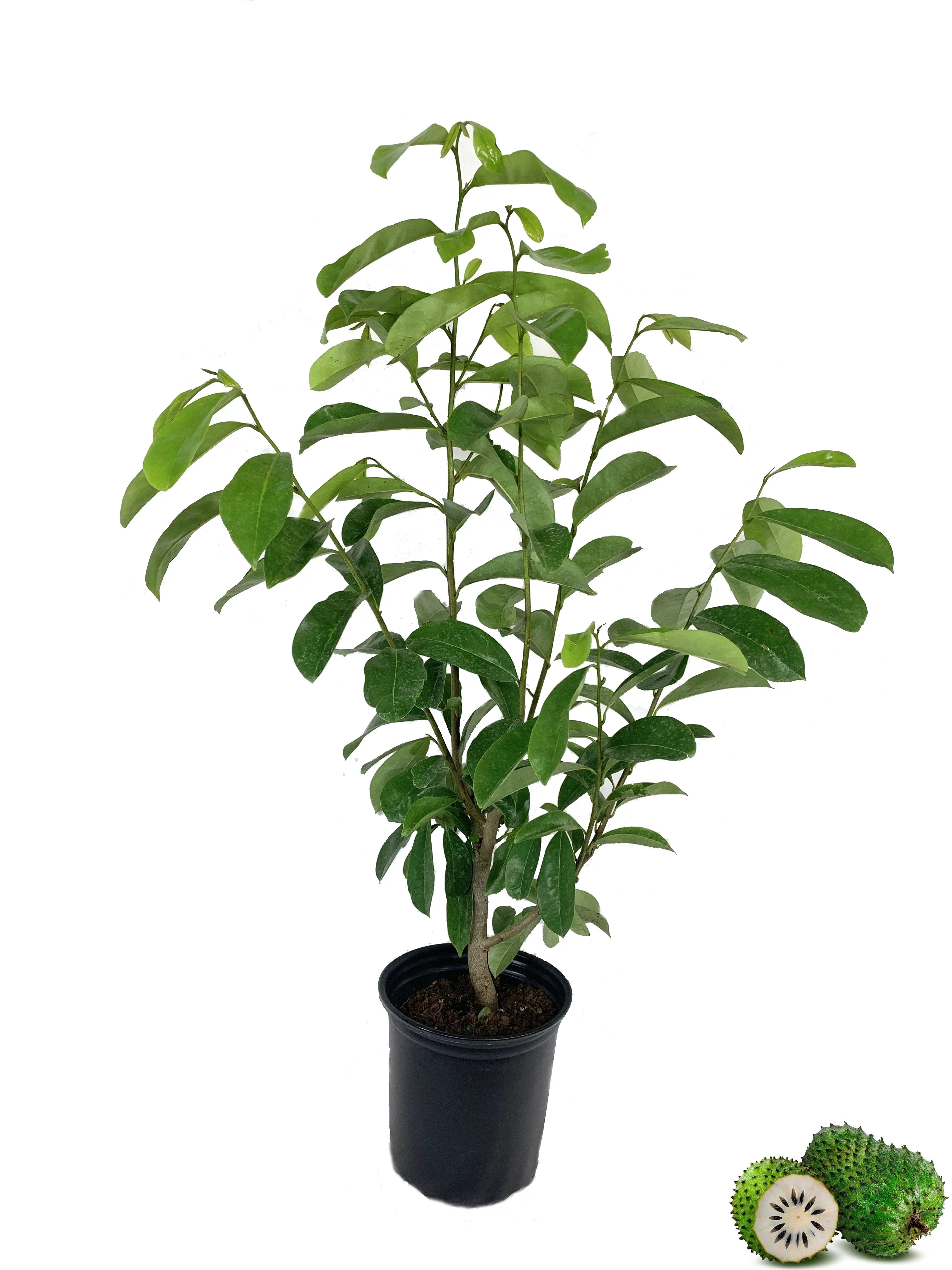 1 Gallon Pot Live Soursop Tree U41086