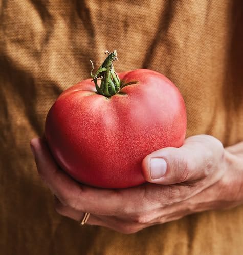 Red Beefsteak Slicing Tomato, 175 Non-GMO Seeds U93925