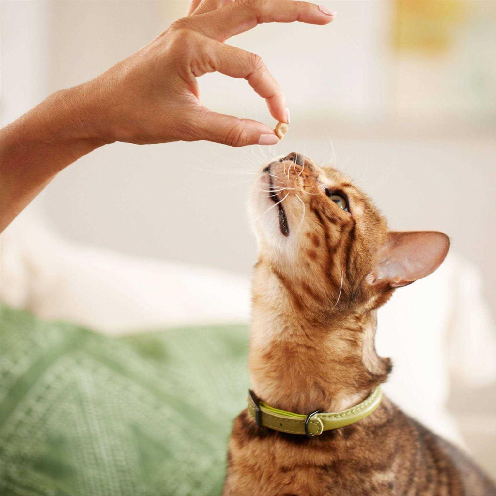 Salmon Soft Spots Cat Treats T43964