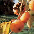 Persimmon Grafted Plant K184305