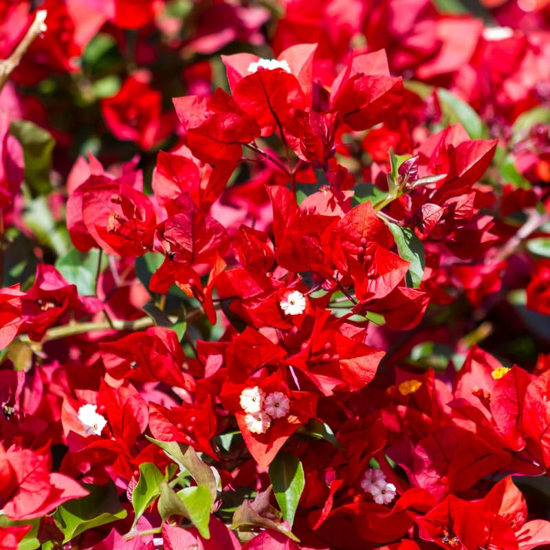 Pink Bougainvillea Starter Plants B522699