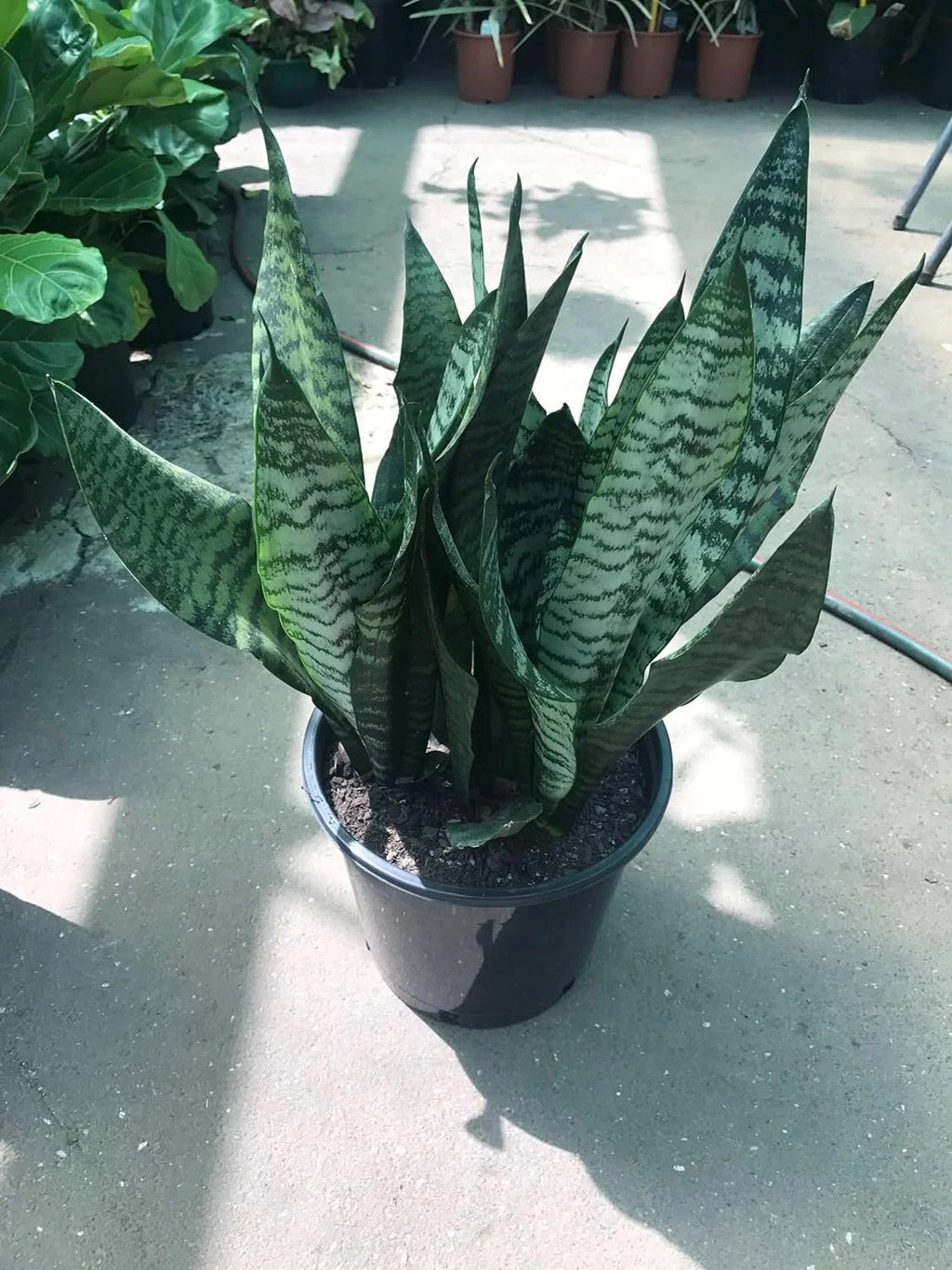 Snake Plant in 4 Inch Pot D7559