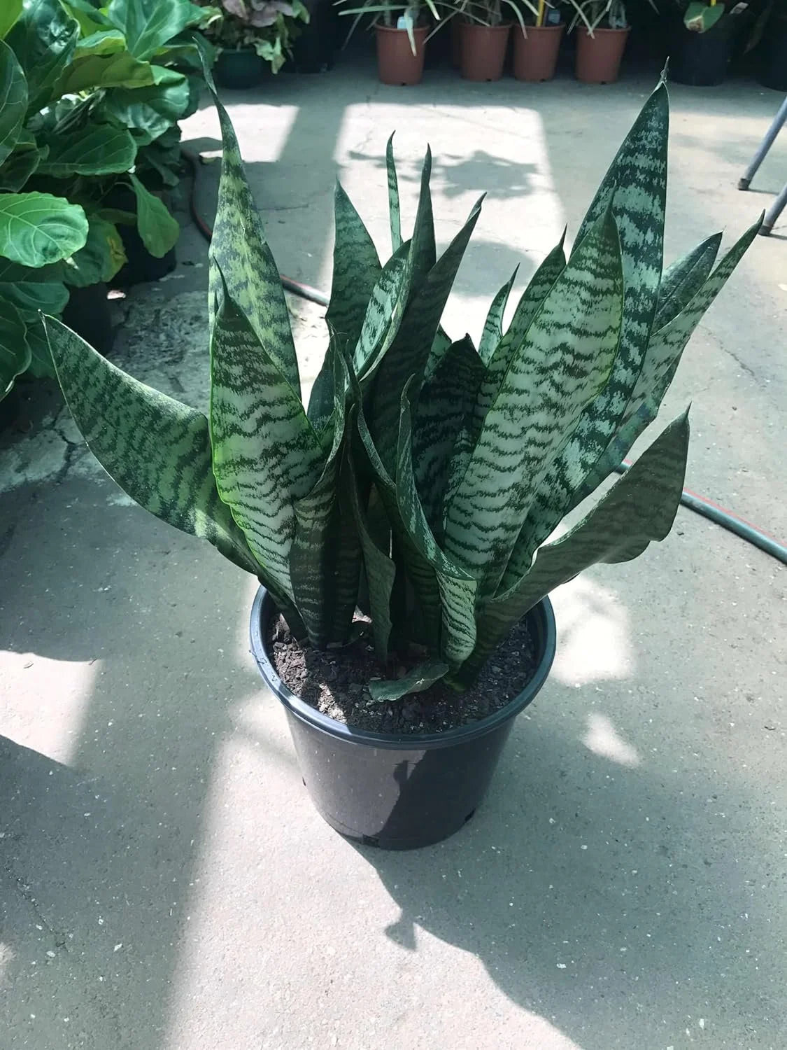 Snake Plant in 4 Inch Pot D7559