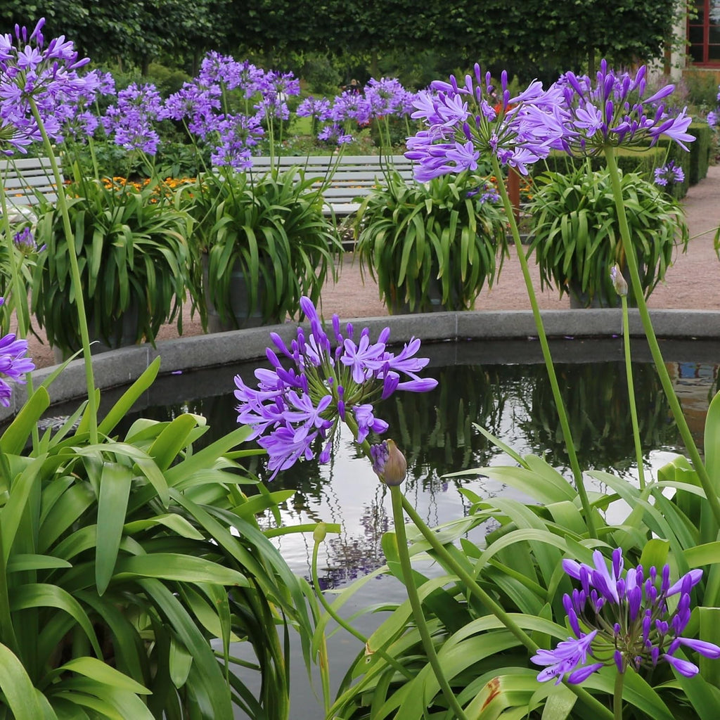 1 gal. Agapanthus Plant with Purple Flowers L98660
