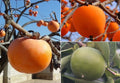 Persimmon Tree Diospyros Hachiya Fruit Seeds R55766