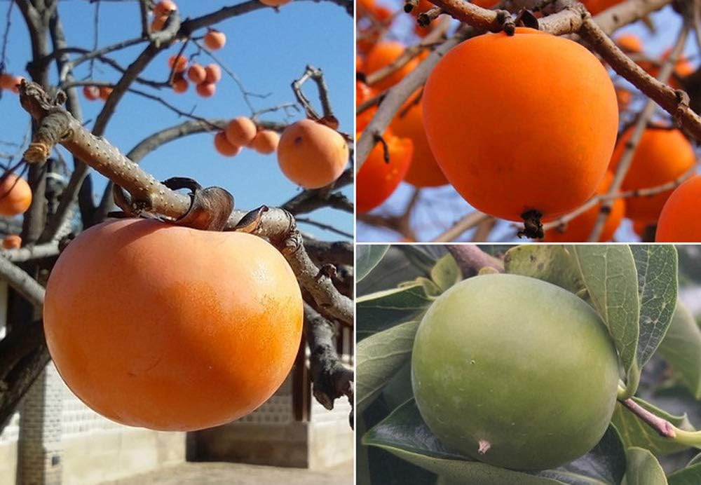 Persimmon Tree Diospyros Hachiya Fruit Seeds R55766