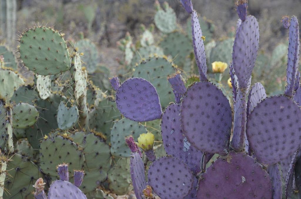 Purple Prickly Pear Cactus 1 Pad Live Plant P5901